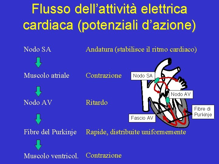 Flusso dell’attività elettrica cardiaca (potenziali d’azione) Nodo SA Andatura (stabilisce il ritmo cardiaco) Muscolo