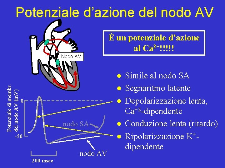 Potenziale d’azione del nodo AV È un potenziale d’azione al Ca 2+!!!!! Nodo AV