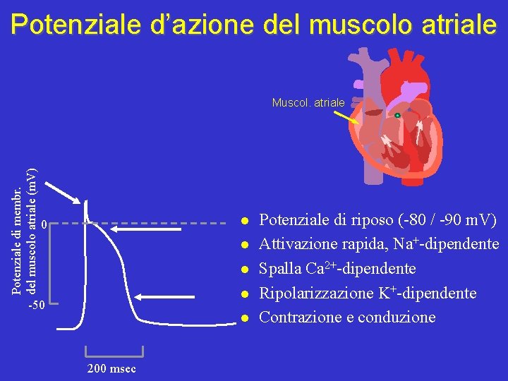 Potenziale d’azione del muscolo atriale Potenziale di membr. del muscolo atriale (m. V) Muscol.