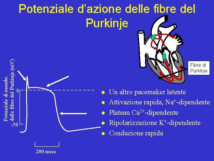 Potenziale di membr. delle fibre del Purkinje (m. V) Potenziale d’azione delle fibre del