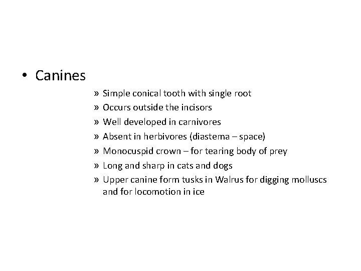  • Canines » » » » Simple conical tooth with single root Occurs