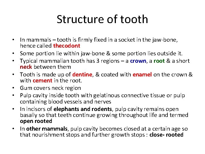 Structure of tooth • In mammals – tooth is firmly fixed in a socket