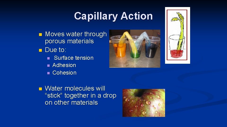 Capillary Action n n Moves water through porous materials Due to: n n Surface