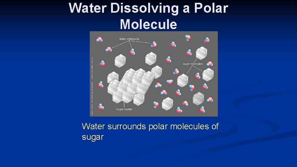 Water Dissolving a Polar Molecule Water surrounds polar molecules of sugar 