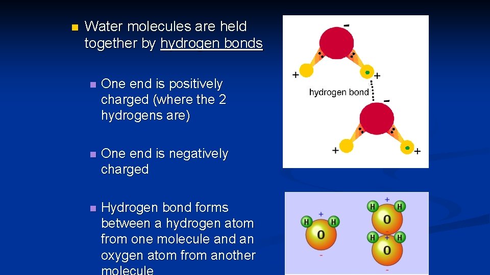 n Water molecules are held together by hydrogen bonds n One end is positively