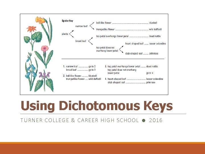 Using Dichotomous Keys TURNER C OLLEGE & CAR EER HIGH SCHOOL 2016 