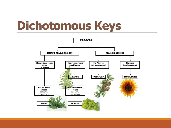 Dichotomous Keys 