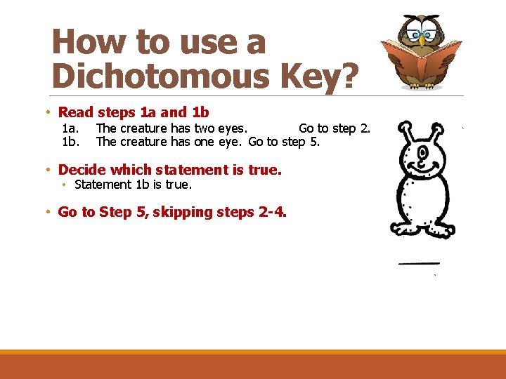 How to use a Dichotomous Key? • Read steps 1 a and 1 b