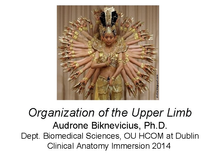 d-etre. blogspot. com Organization of the Upper Limb Audrone Biknevicius, Ph. D. Dept. Biomedical