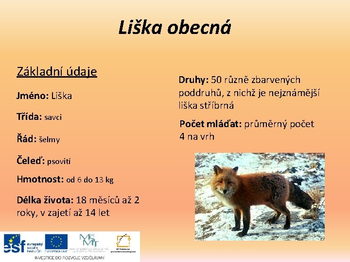 Liška obecná Základní údaje Jméno: Liška Třída: savci Řád: šelmy Čeleď: psovití Hmotnost: od