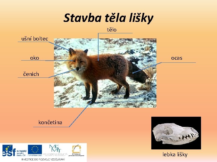 Stavba těla lišky tělo ušní boltec oko ocas čenich končetina lebka lišky 