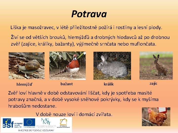 Potrava Liška je masožravec, v létě příležitostně požírá i rostliny a lesní plody. Živí