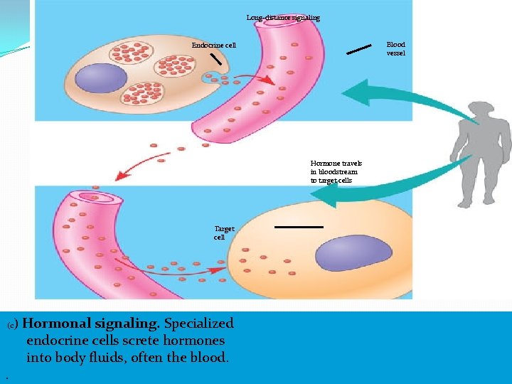 Long-distance signaling Blood vessel Endocrine cell Hormone travels in bloodstream to target cells Target