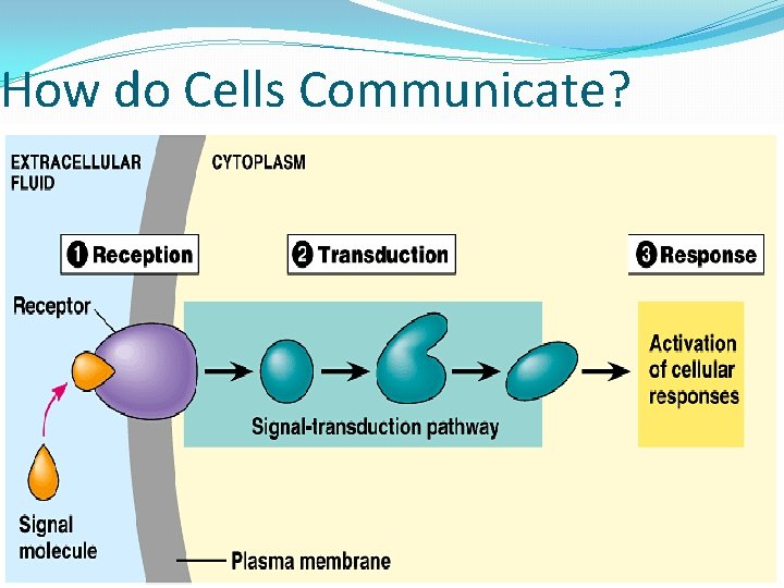 How do Cells Communicate? �. 