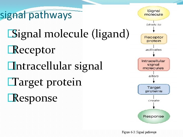 signal pathways �Signal molecule (ligand) �Receptor �Intracellular signal �Target protein �Response Figure 6 -3: