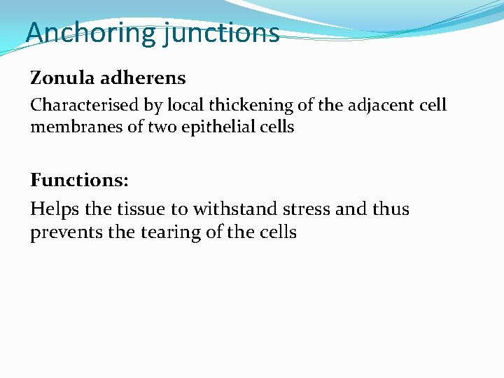 Anchoring junctions Zonula adherens Characterised by local thickening of the adjacent cell membranes of