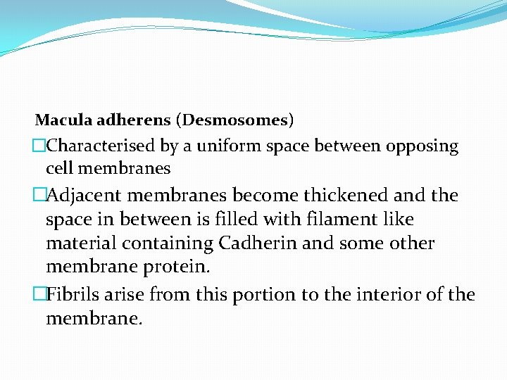 Macula adherens (Desmosomes) �Characterised by a uniform space between opposing cell membranes �Adjacent membranes