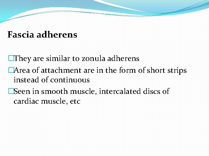 Fascia adherens �They are similar to zonula adherens �Area of attachment are in the