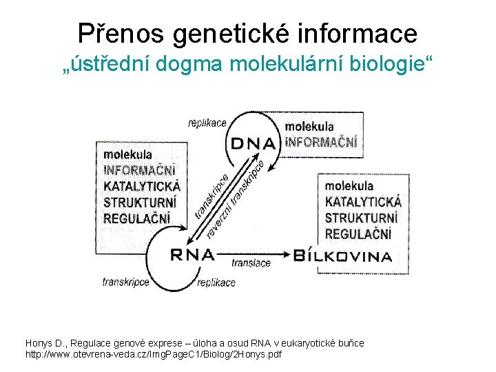 Přenos genetické informace „ústřední dogma molekulární biologie“ Honys D. , Regulace genové exprese –