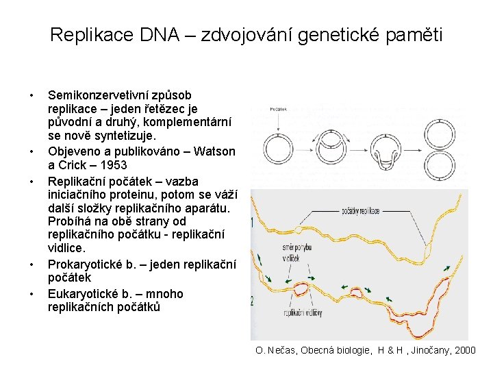 Replikace DNA – zdvojování genetické paměti • • • Semikonzervetivní způsob replikace – jeden