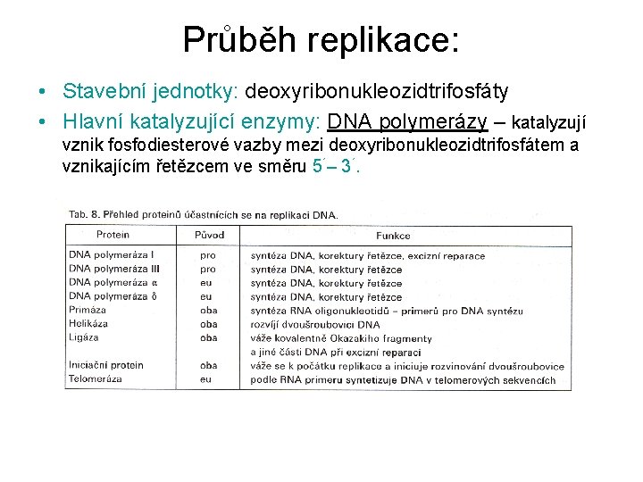 Průběh replikace: • Stavební jednotky: deoxyribonukleozidtrifosfáty • Hlavní katalyzující enzymy: DNA polymerázy – katalyzují