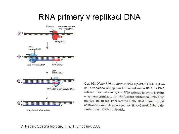 RNA primery v replikaci DNA O. Nečas, Obecná biologie, H & H , Jinočany,