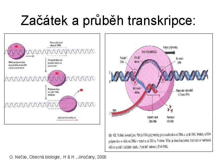 Začátek a průběh transkripce: O. Nečas, Obecná biologie, H & H , Jinočany, 2000