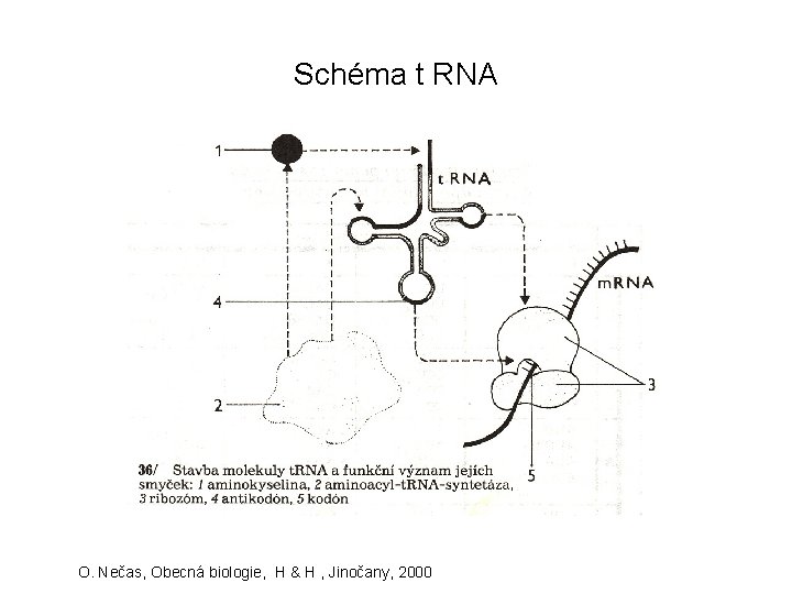 Schéma t RNA O. Nečas, Obecná biologie, H & H , Jinočany, 2000 