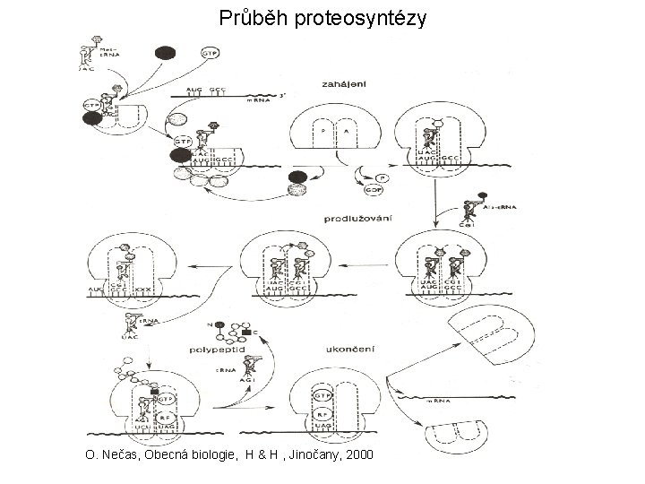 Průběh proteosyntézy O. Nečas, Obecná biologie, H & H , Jinočany, 2000 