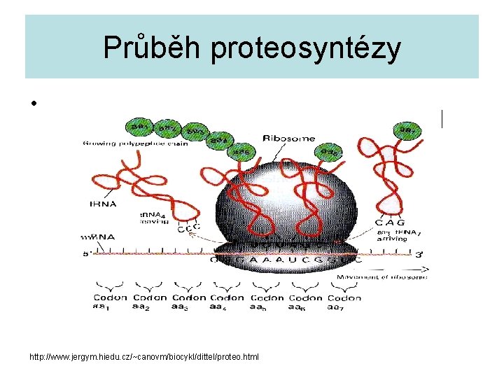 Průběh proteosyntézy • http: //www. jergym. hiedu. cz/~canovm/biocykl/dittel/proteo. html 