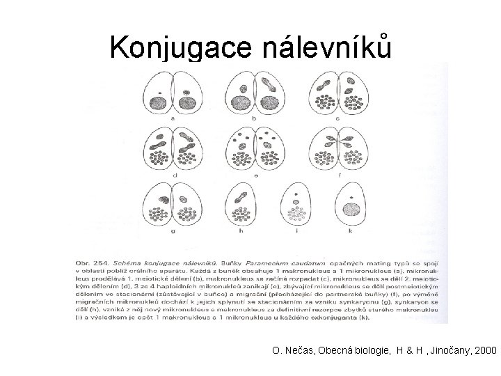 Konjugace nálevníků O. Nečas, Obecná biologie, H & H , Jinočany, 2000 