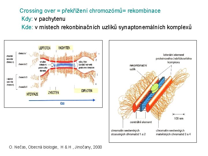 Crossing over = překřížení chromozómů= rekombinace Kdy: v pachytenu Kde: v místech rekonbinačních uzlíků