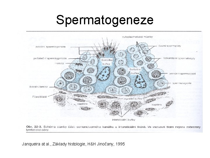 Spermatogeneze Janqueira at al. , Základy histologie, H&H Jinočany, 1995 
