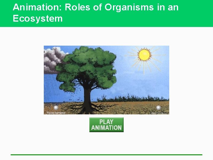 Animation: Roles of Organisms in an Ecosystem 