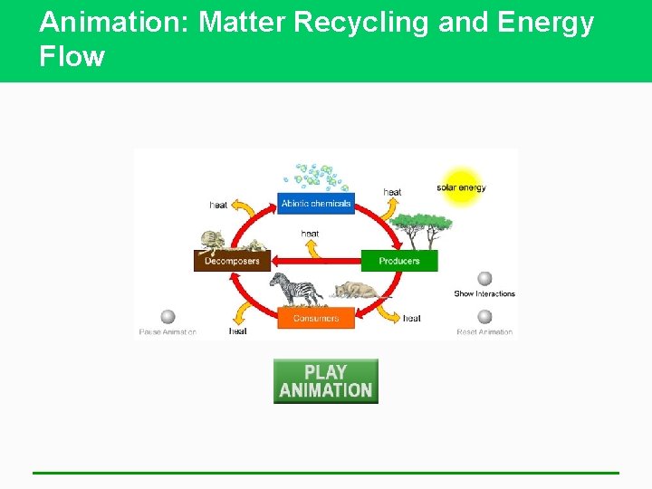 Animation: Matter Recycling and Energy Flow 