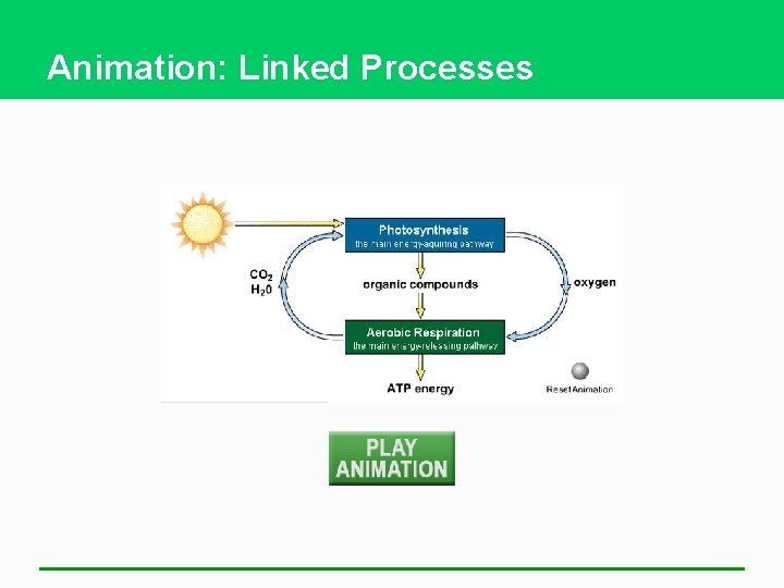 Animation: Linked Processes 