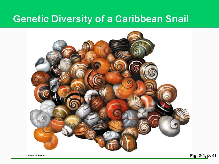 Genetic Diversity of a Caribbean Snail Fig. 3 -4, p. 41 