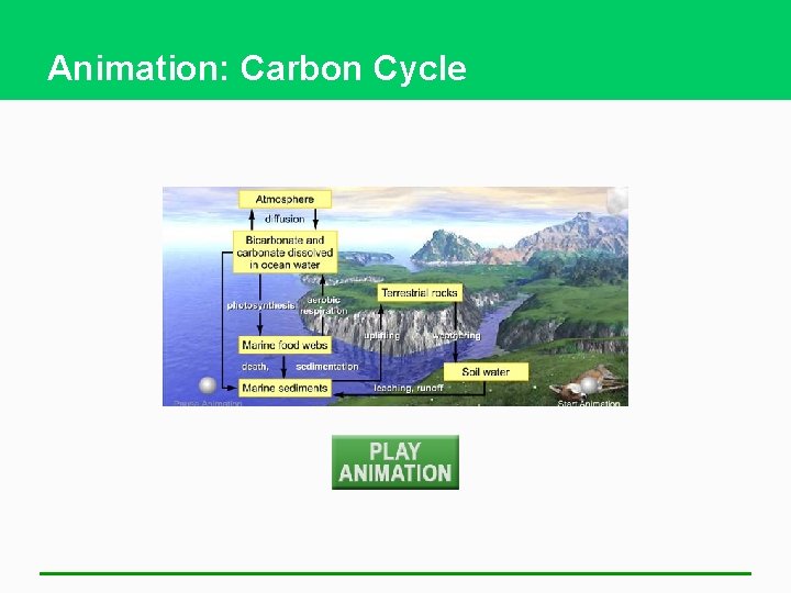Animation: Carbon Cycle 