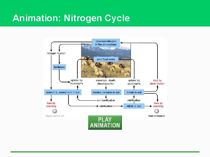 Animation: Nitrogen Cycle 