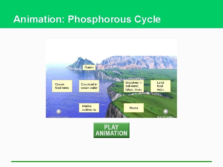 Animation: Phosphorous Cycle 