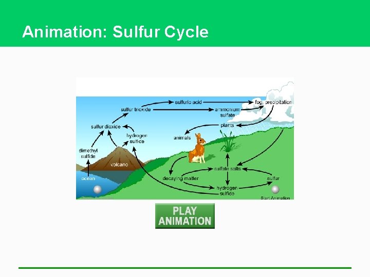 Animation: Sulfur Cycle 