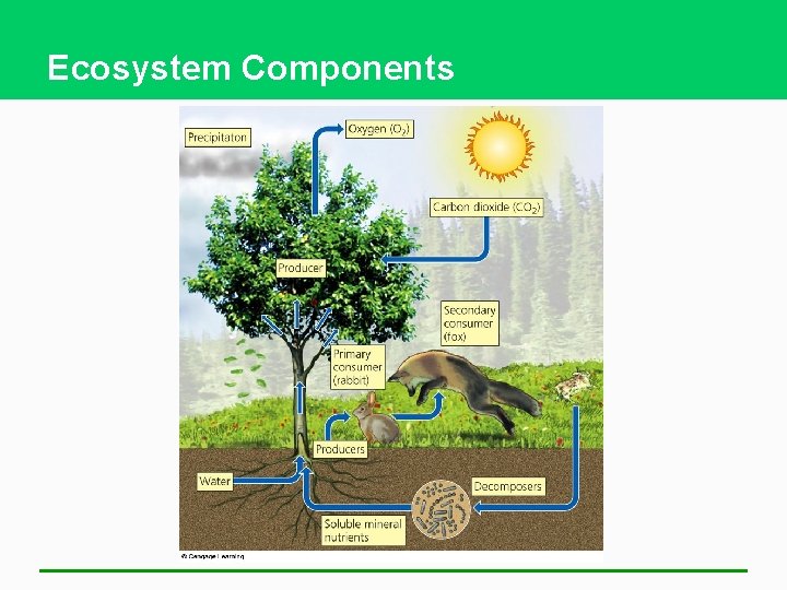 Ecosystem Components 