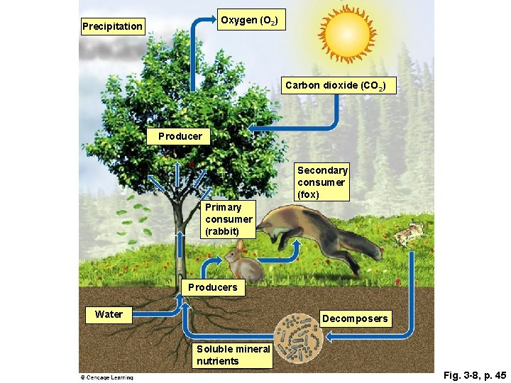 Oxygen (O 2) Precipitation Carbon dioxide (CO 2) Producer Secondary consumer (fox) Primary consumer