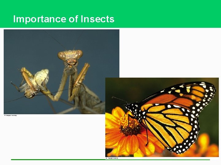 Importance of Insects 