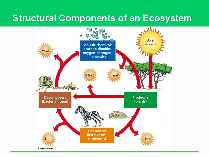 Structural Components of an Ecosystem 