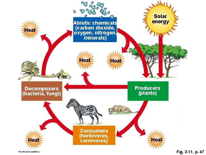 Heat Abiotic chemicals (carbon dioxide, oxygen, nitrogen, minerals) Heat Producers (plants) Decomposers (bacteria, fungi)