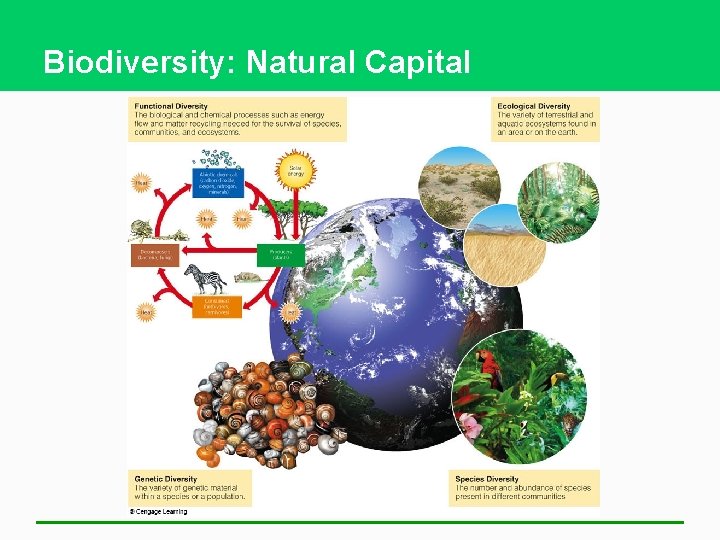 Biodiversity: Natural Capital 