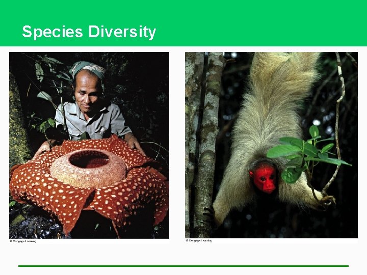 Species Diversity 