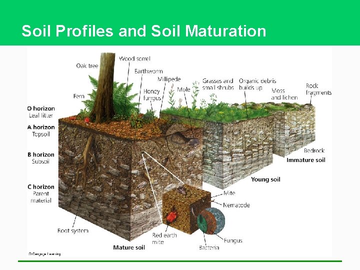 Soil Profiles and Soil Maturation 