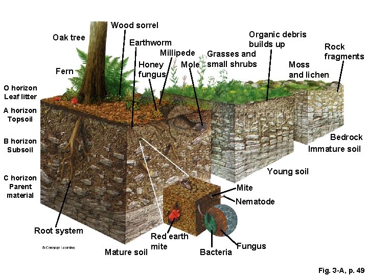 Wood sorrel Oak tree Fern Organic debris Earthworm builds up Rock Millipede Grasses and